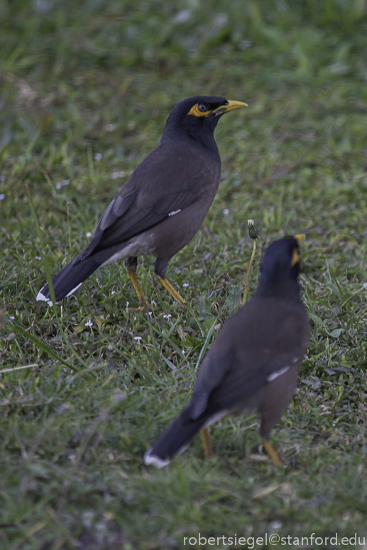 myna